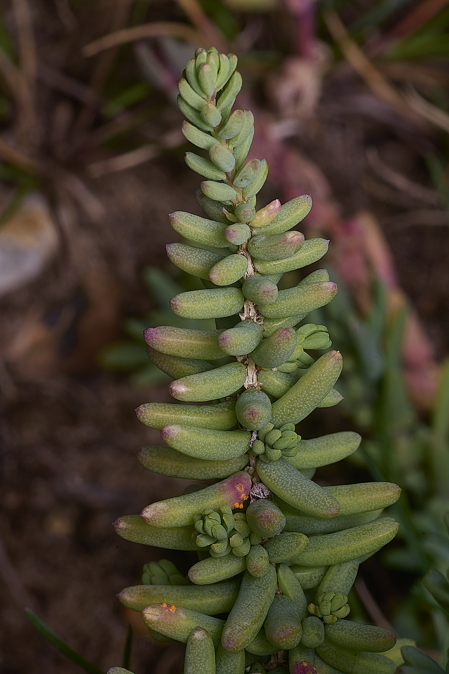 BlakeneyPointShrubbySeaBlight190925-1
