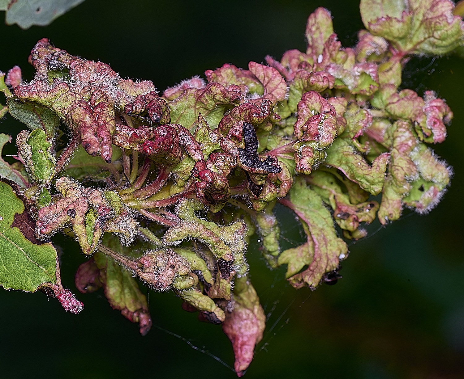 Bryant&#39;sHeathAspenGall-1