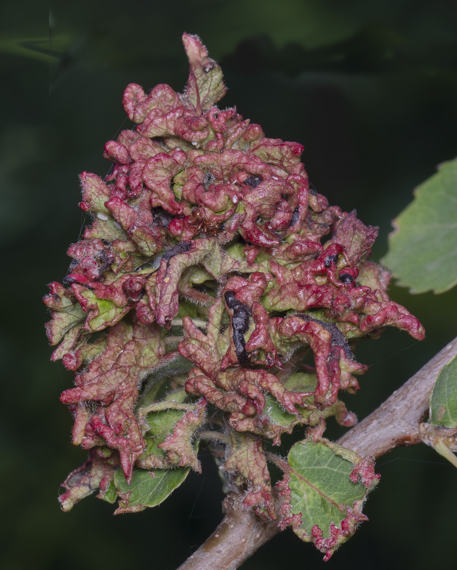 Bryant&#39;sHeathAspenGall-3 1