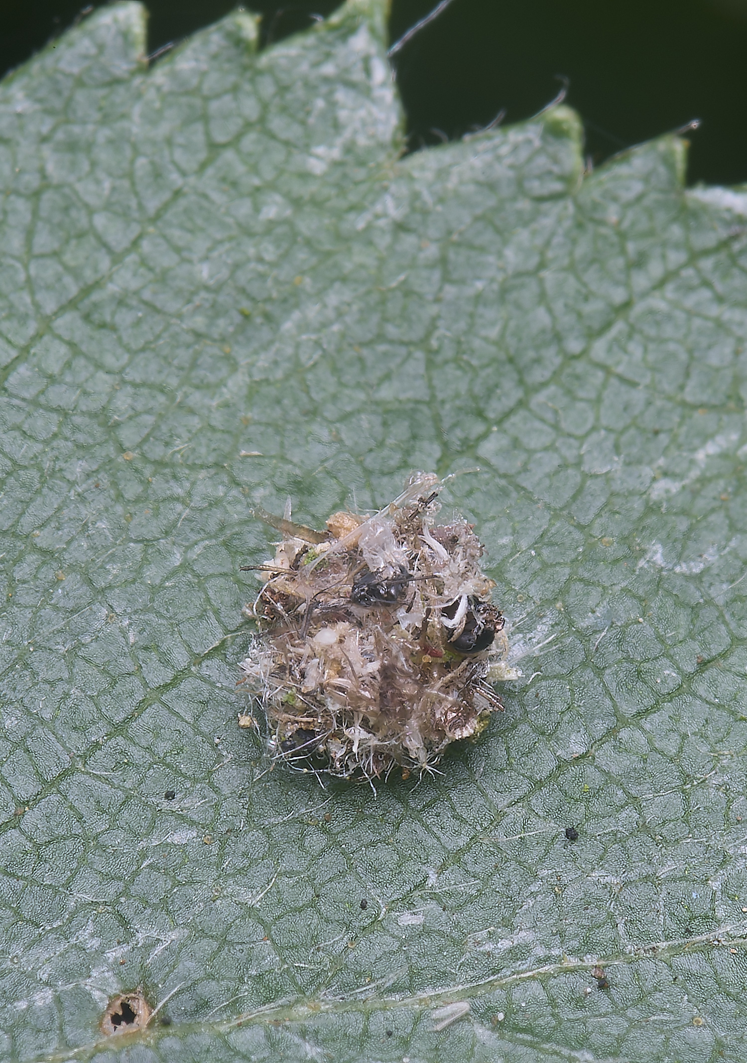 Bryant&#39;sHeathUnknown-1