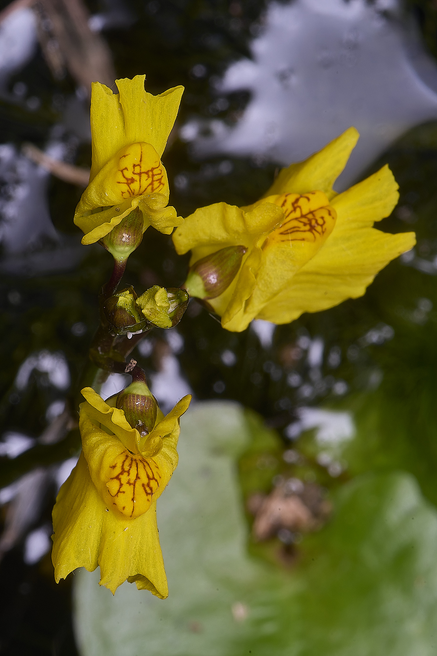 CatfieldFenBladderwort050725-1