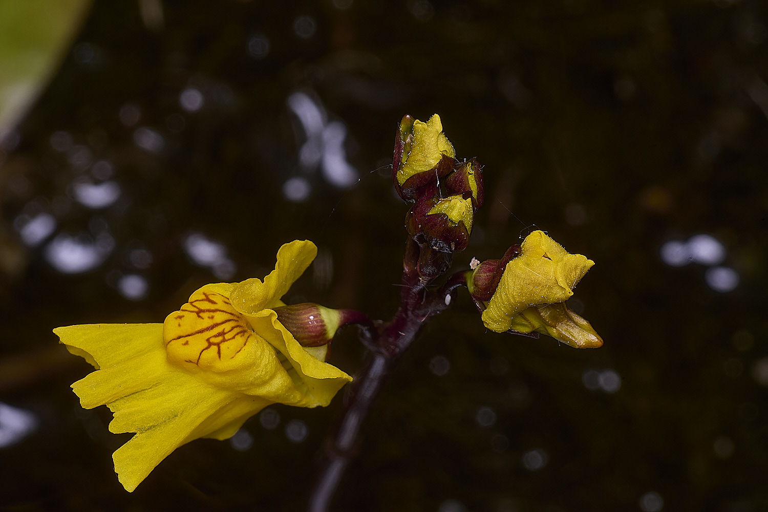 CatfieldFenBladderwort050725-3