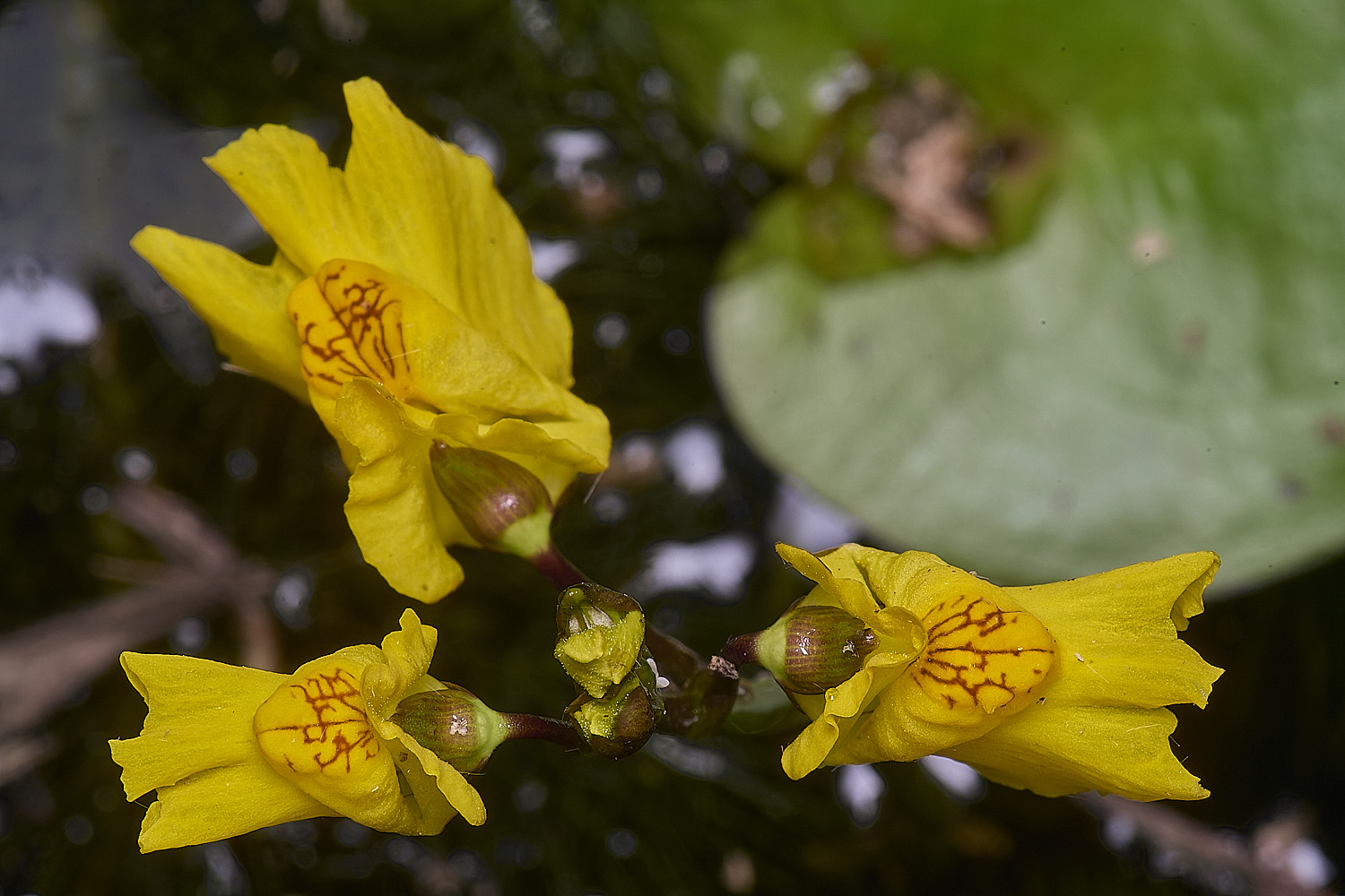 CatfieldFenBladderwort050725-4