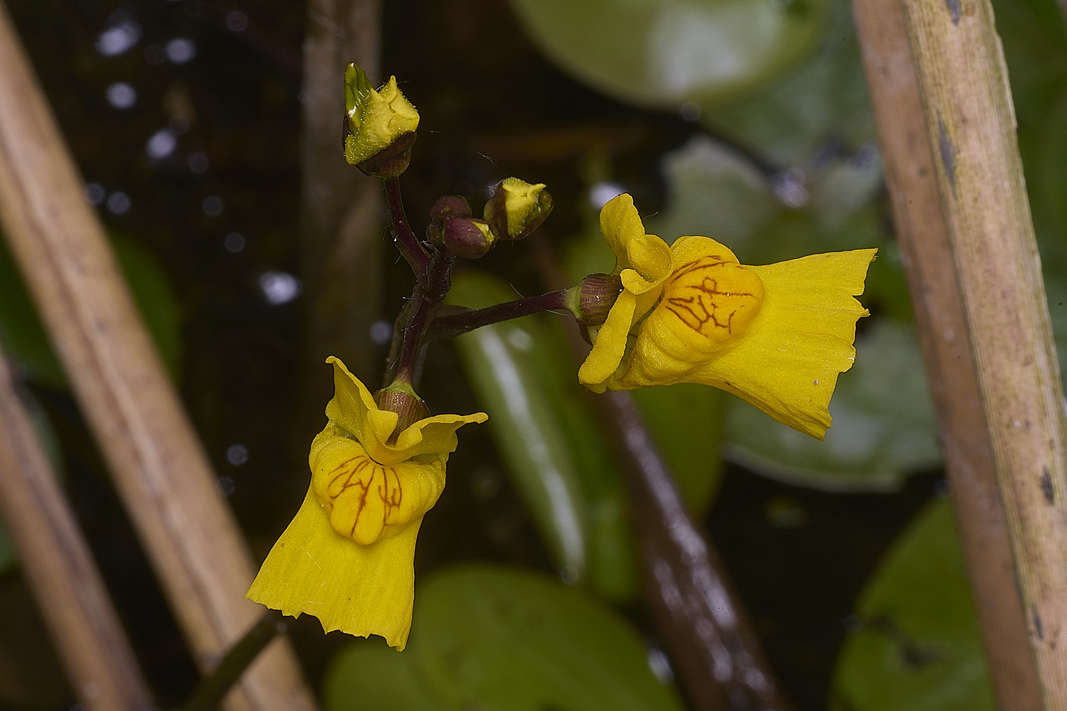 CatfieldFenBladderwort050725-5