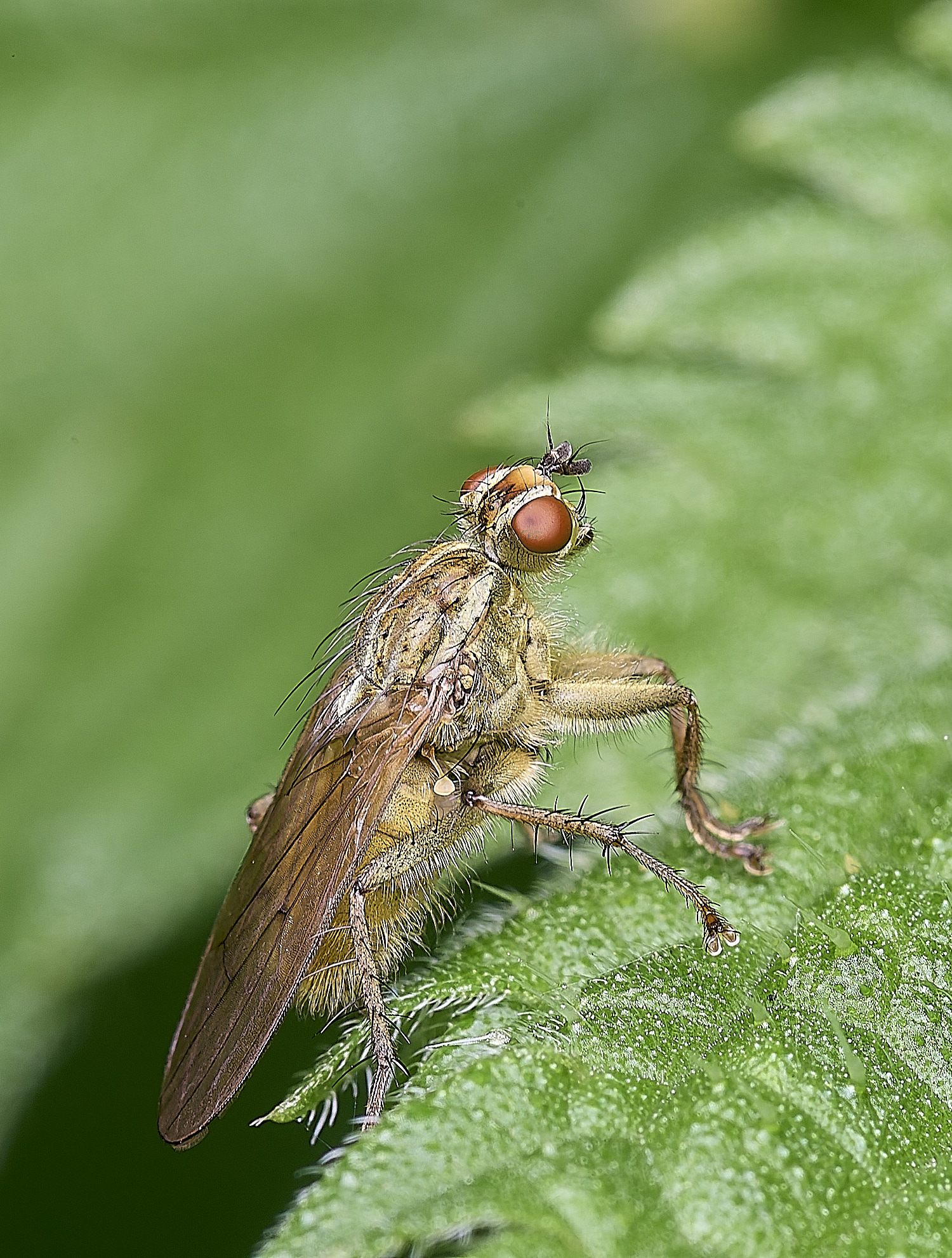 CatfieldFenDungFly050725-1