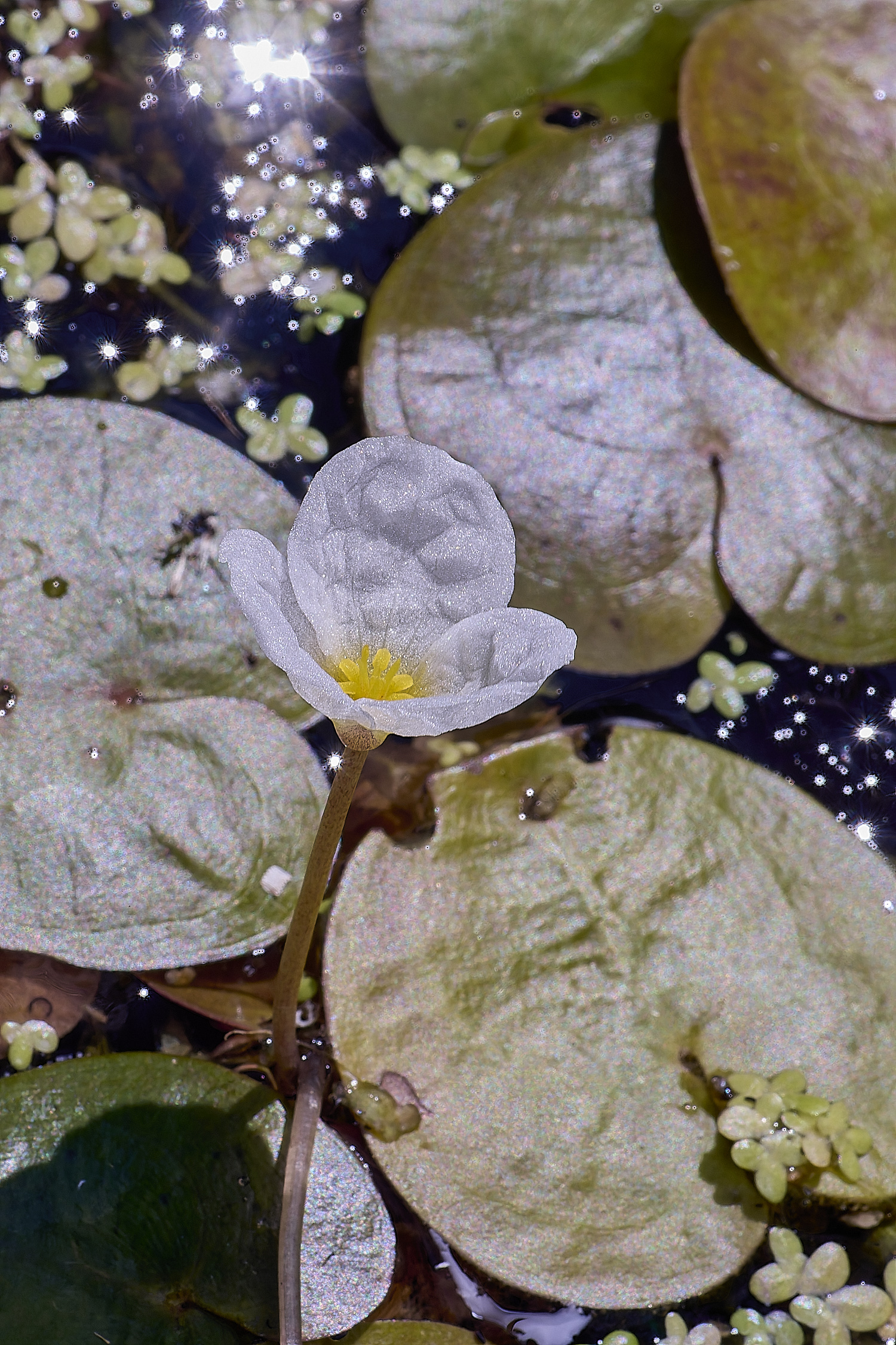 CatfieldFenFrogBit050725-1