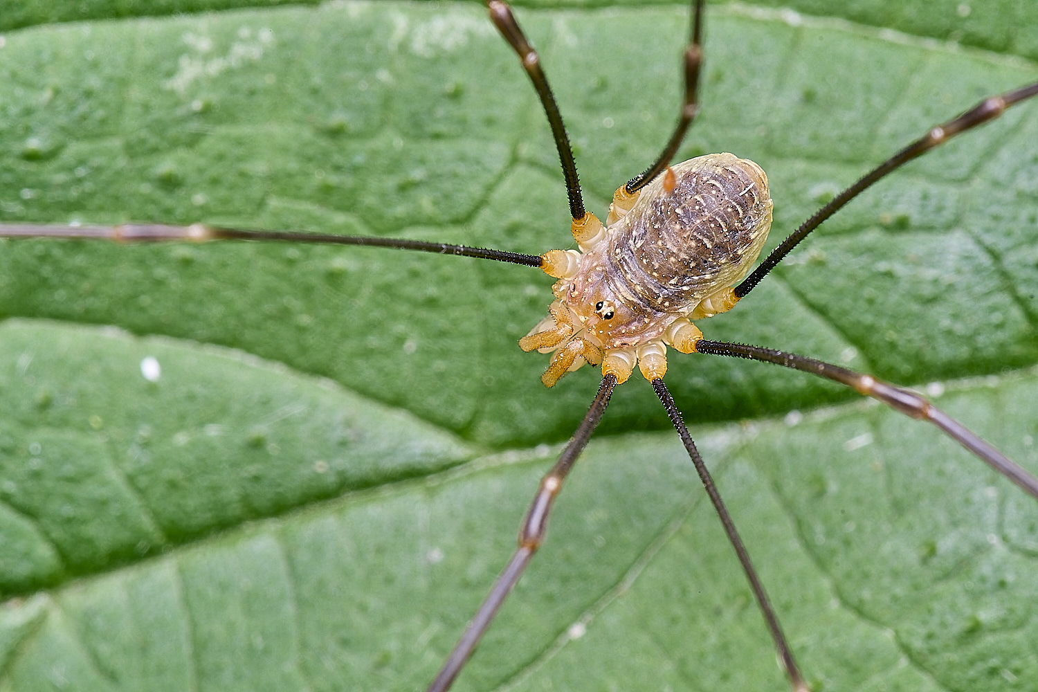 CatfieldFenHarvestmen050725-1