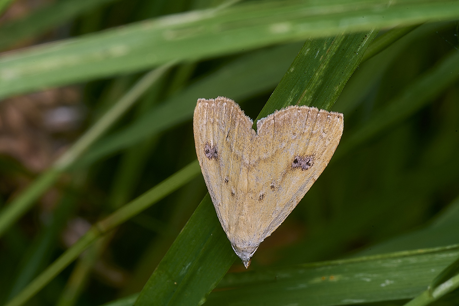 CatfieldFenStrawDot050725-1