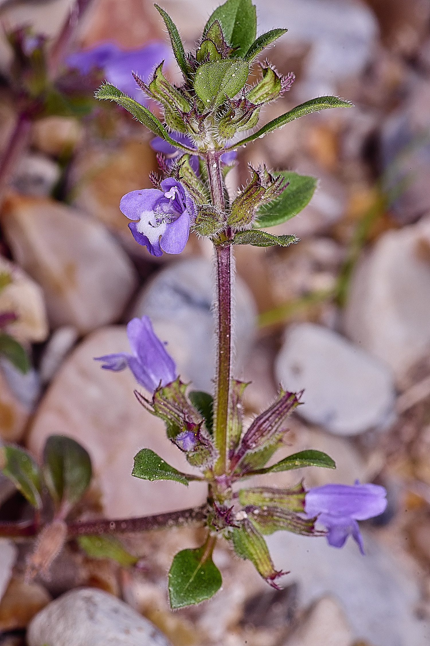 CranwichHeathBasilThyme070825-1