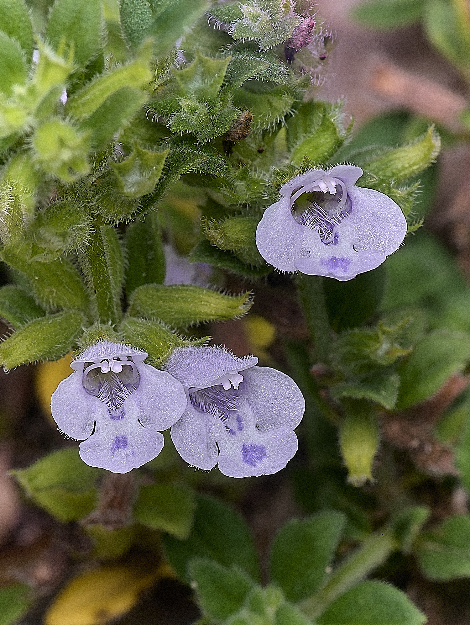 CranwichHeathBasilThyme070825-2