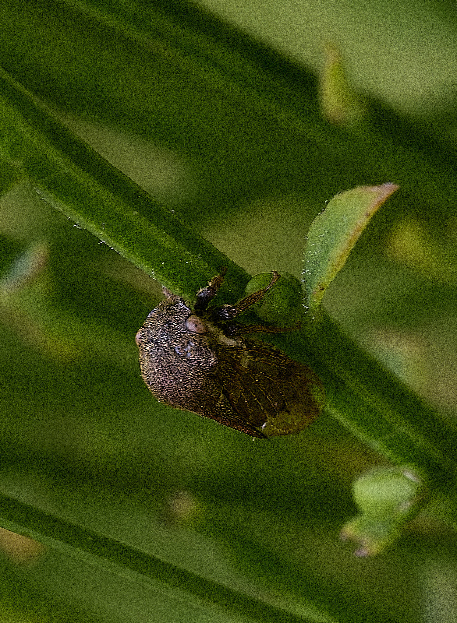 CranwichHeathBroomLeafhopper070825-1