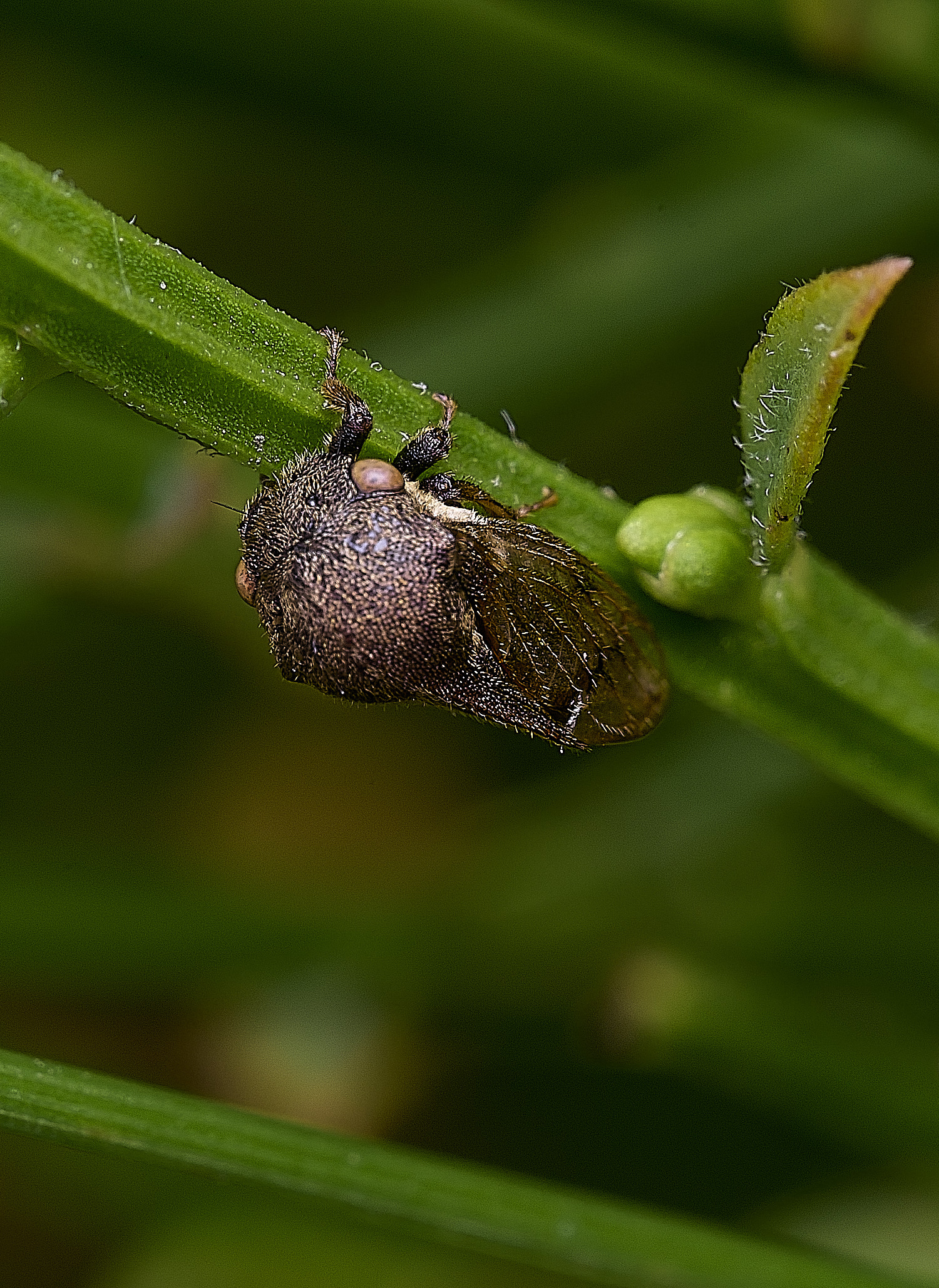 CranwichHeathBroomLeafhopper070825-2