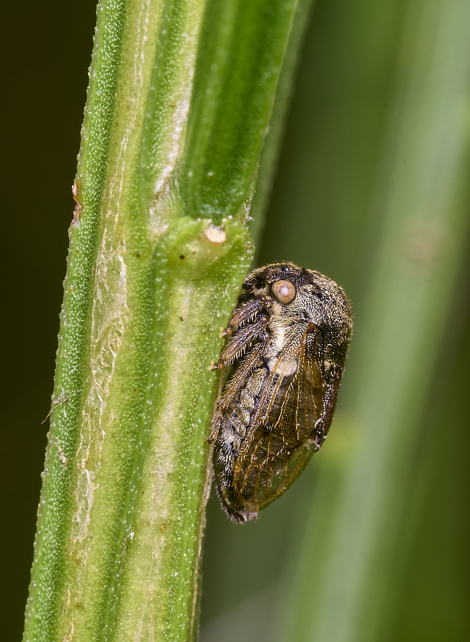 CranwichHeathBroomLeafhopper070825-3 1