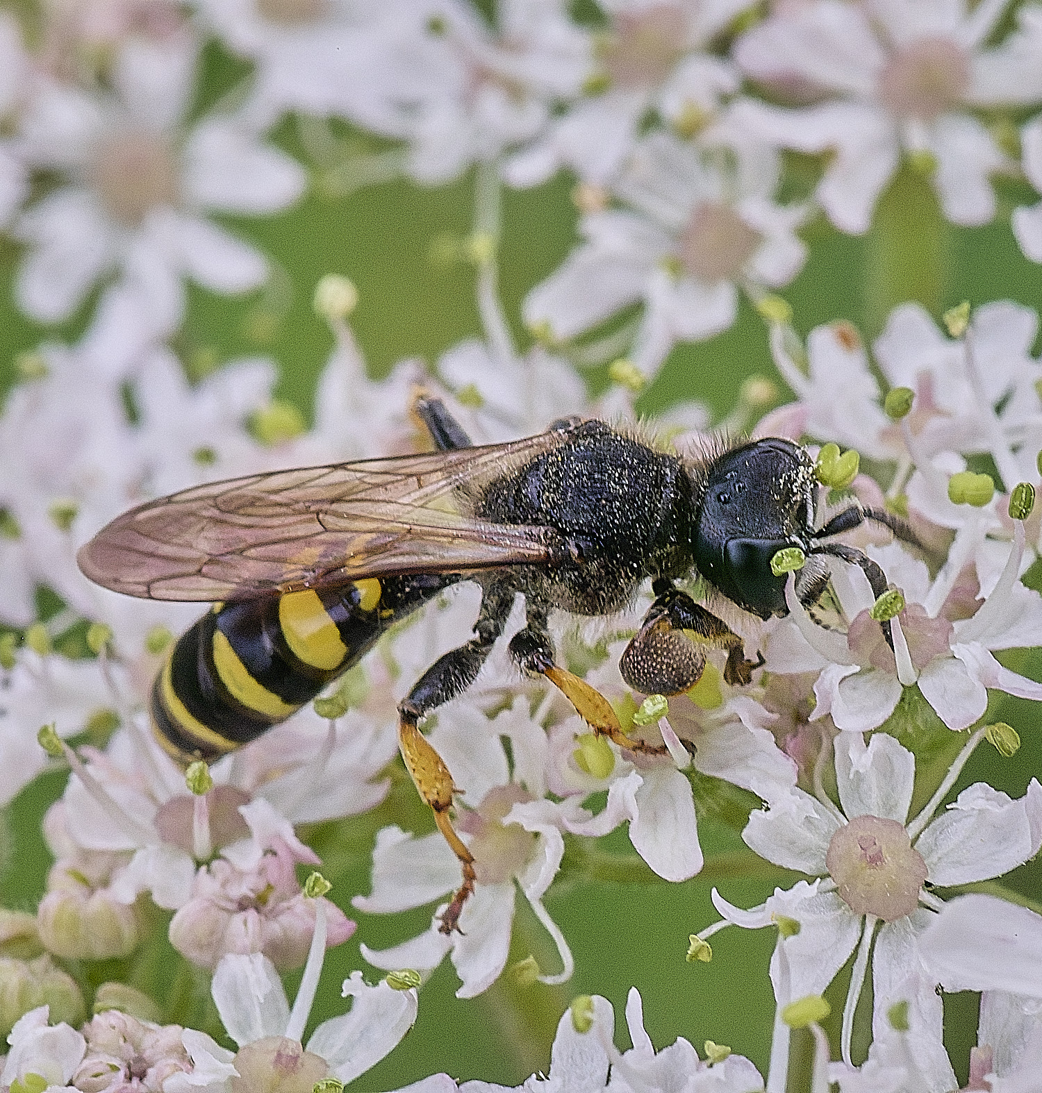 CranwichHeathCrabro070825-1