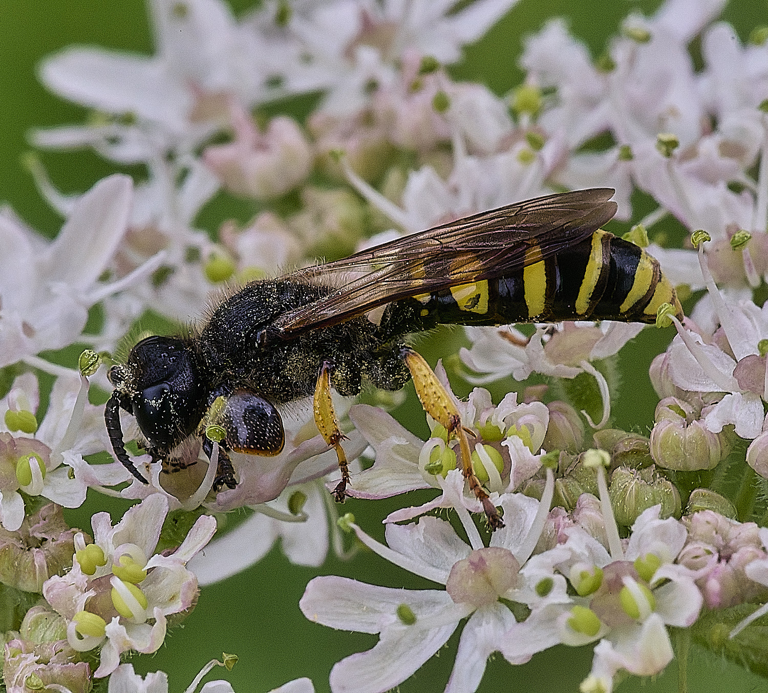 CranwichHeathCrabro070825-2