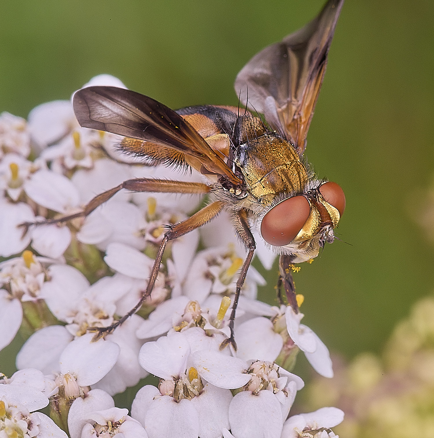 CranwichHeathcrasipennis070825-1 1