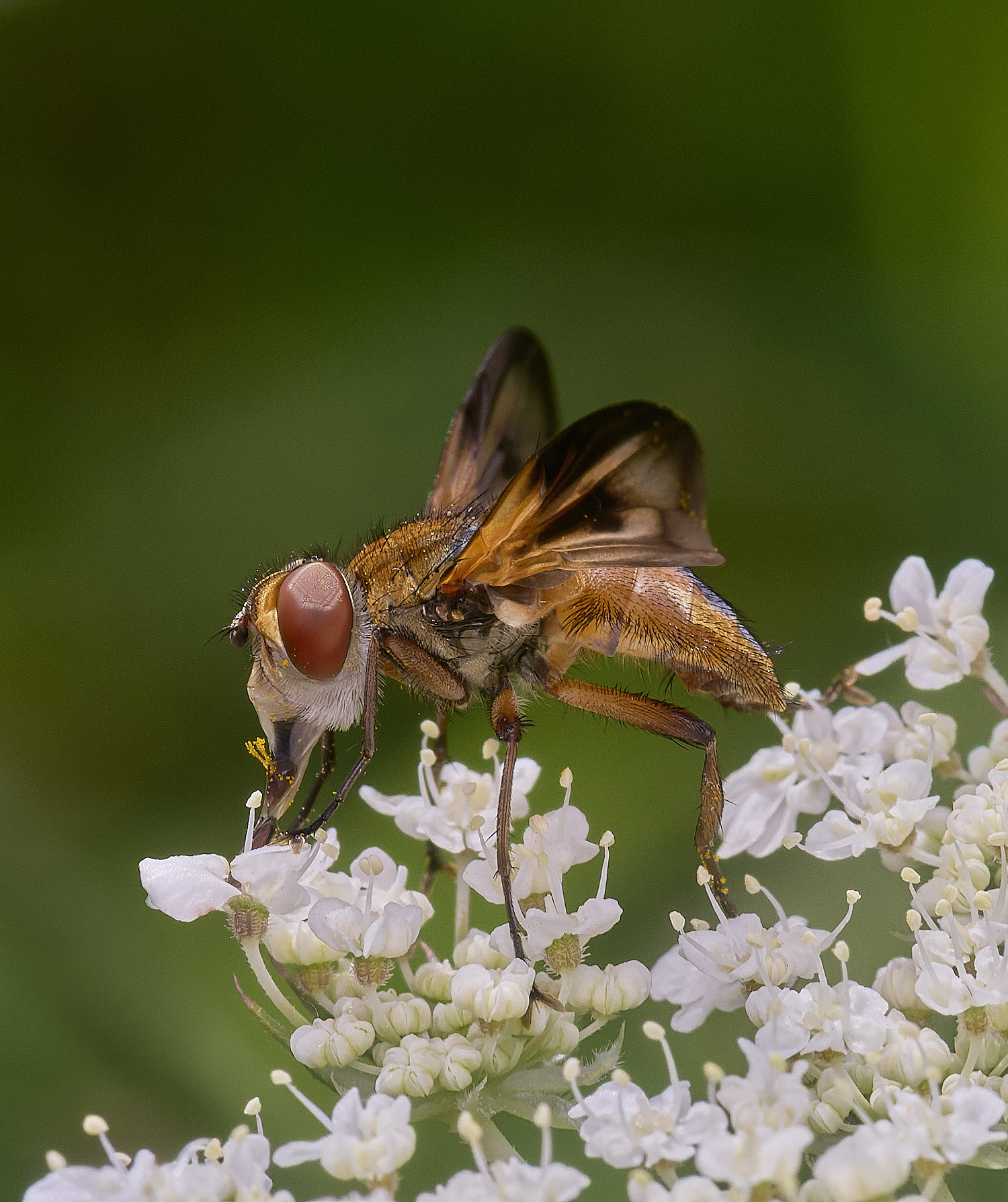 CranwichHeathcrasipennis070825-2