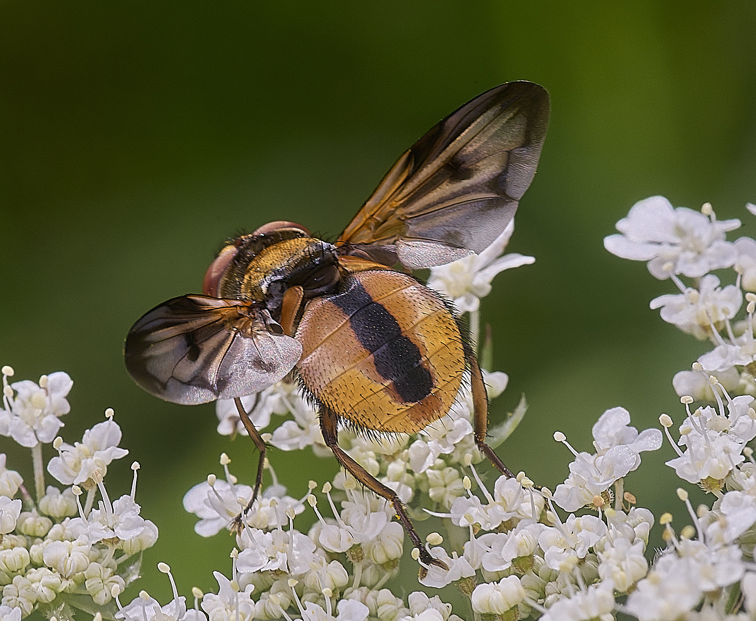 CranwichHeathcrasipennis070825-3 1