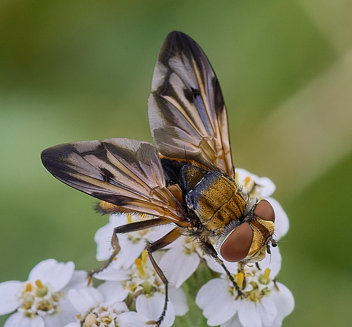 CranwichHeathcrasipennis070825-4 1