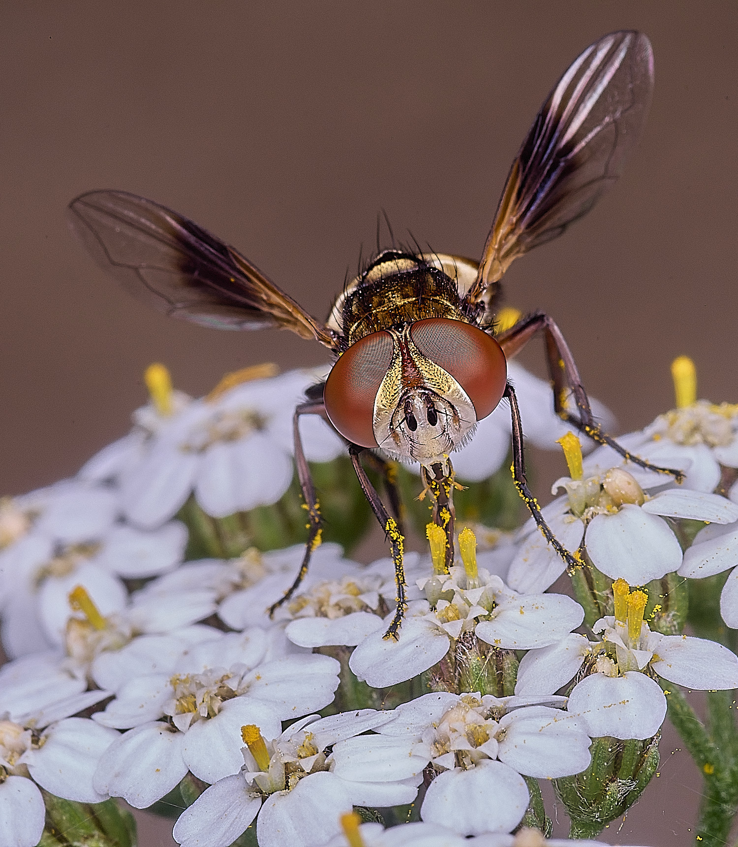 CranwichHeathcrasipennis070825-6