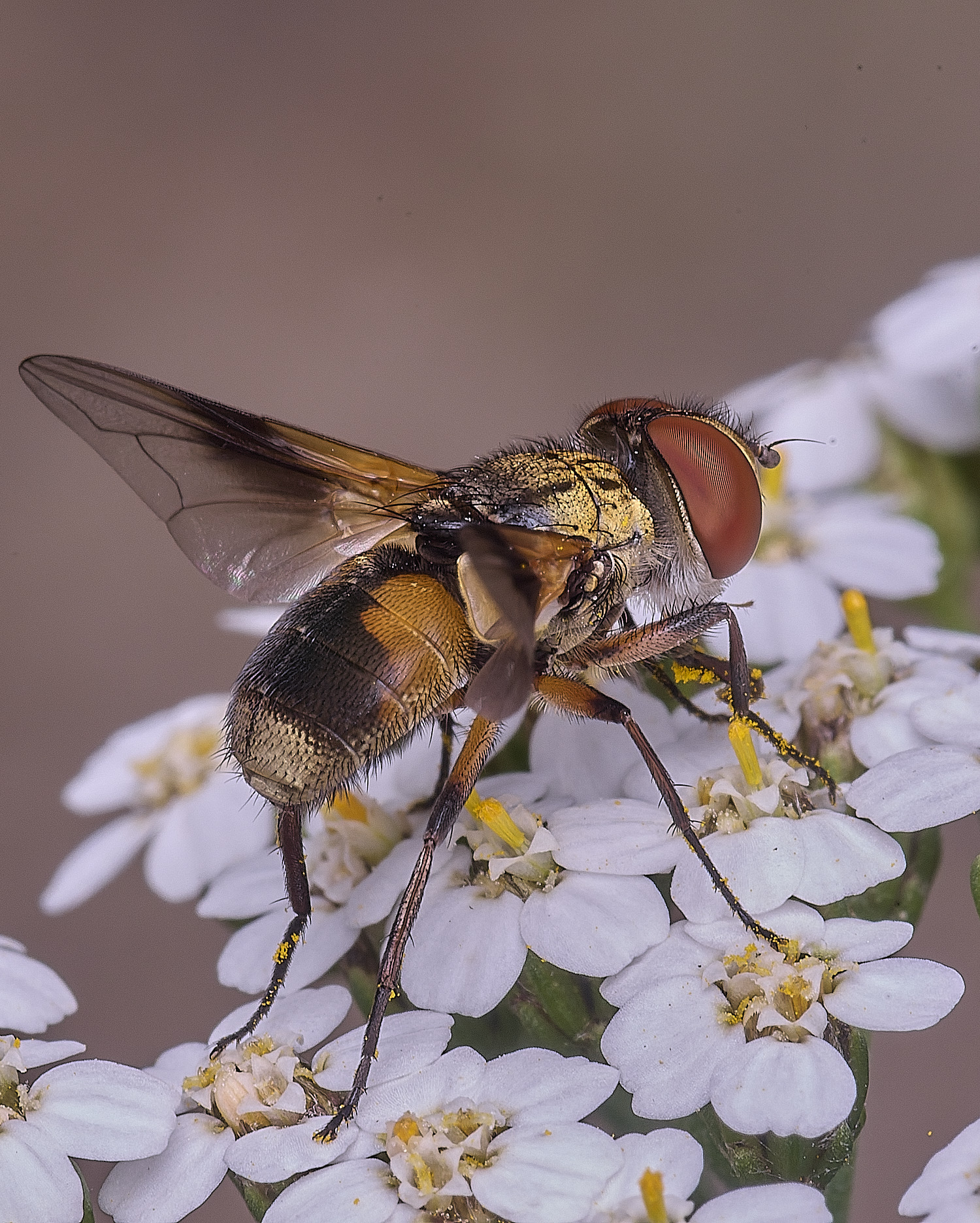 CranwichHeathcrasipennis070825-7
