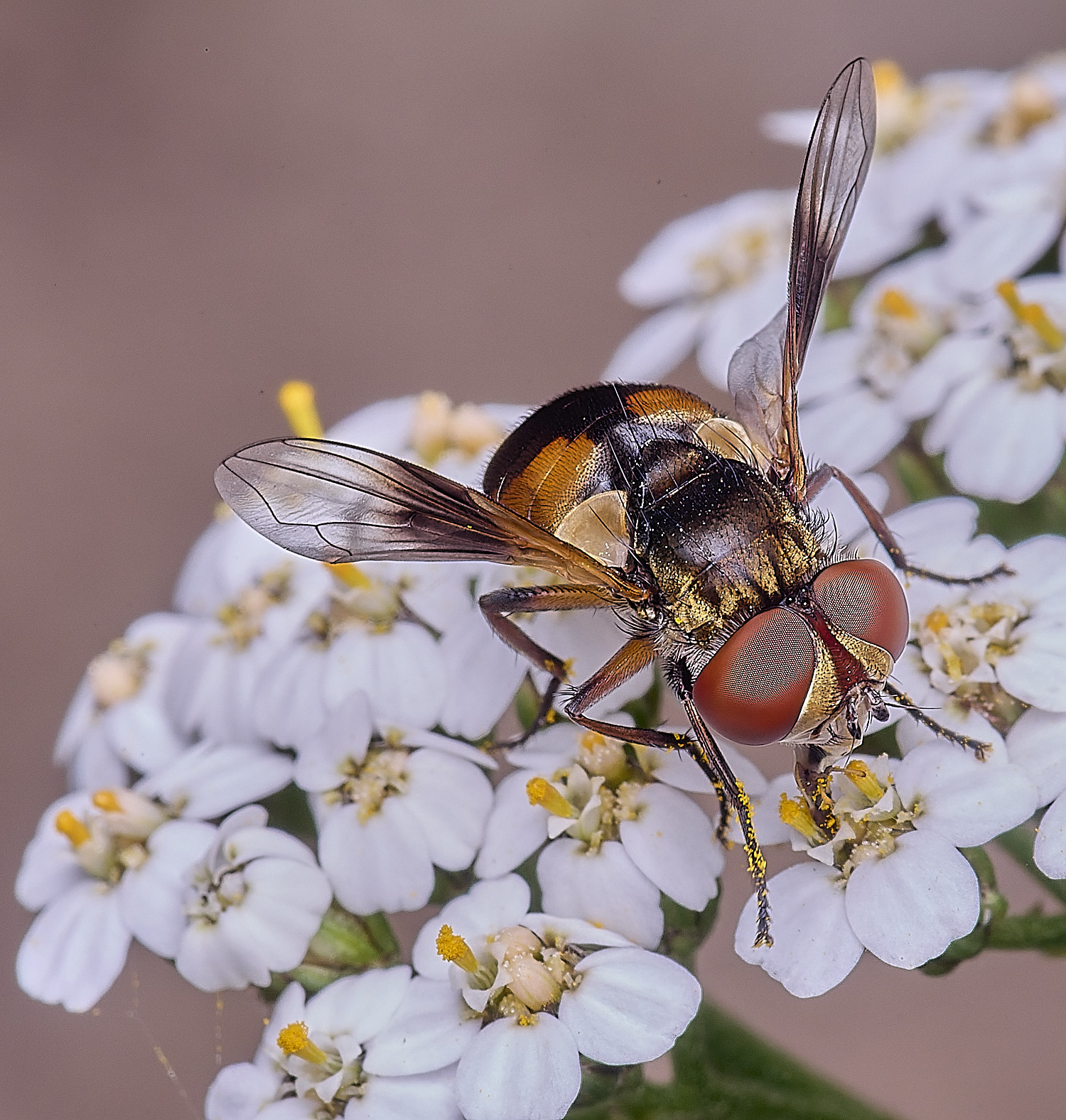 CranwichHeathcrasipennis070825-8