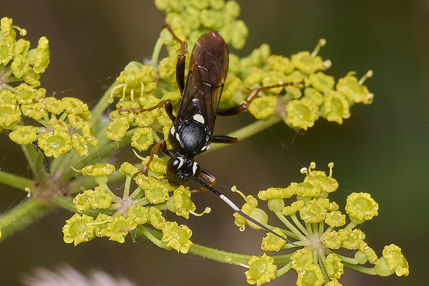 CranwichHeathIchneumonSp070825-1
