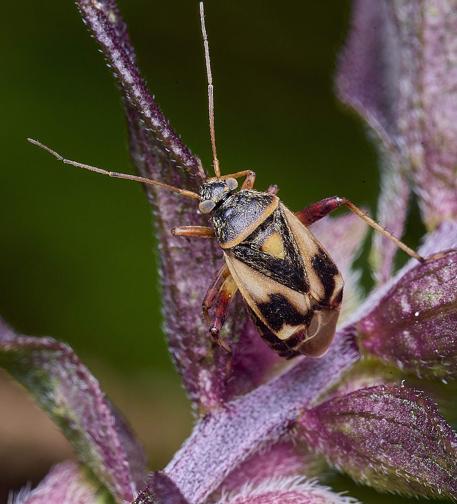 CranwichHeathMiridBug070825-1