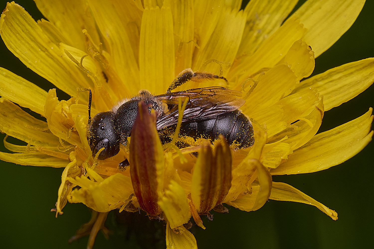 CranwichHeathOsmiaspinulosis070825-1