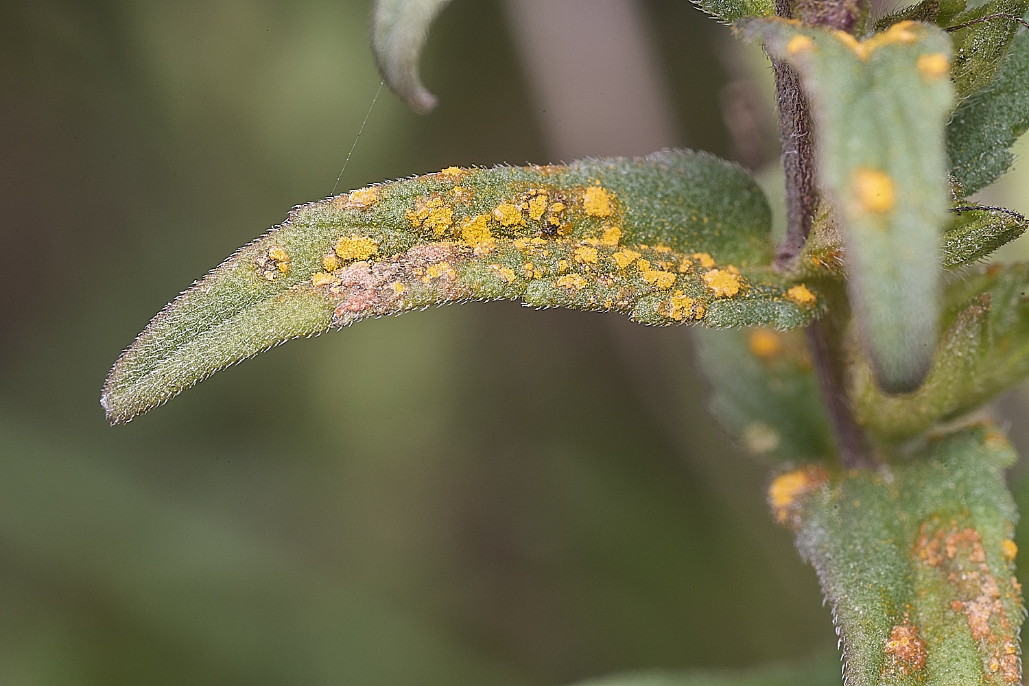 CranwichHeathRedBartsiaRust070825-1