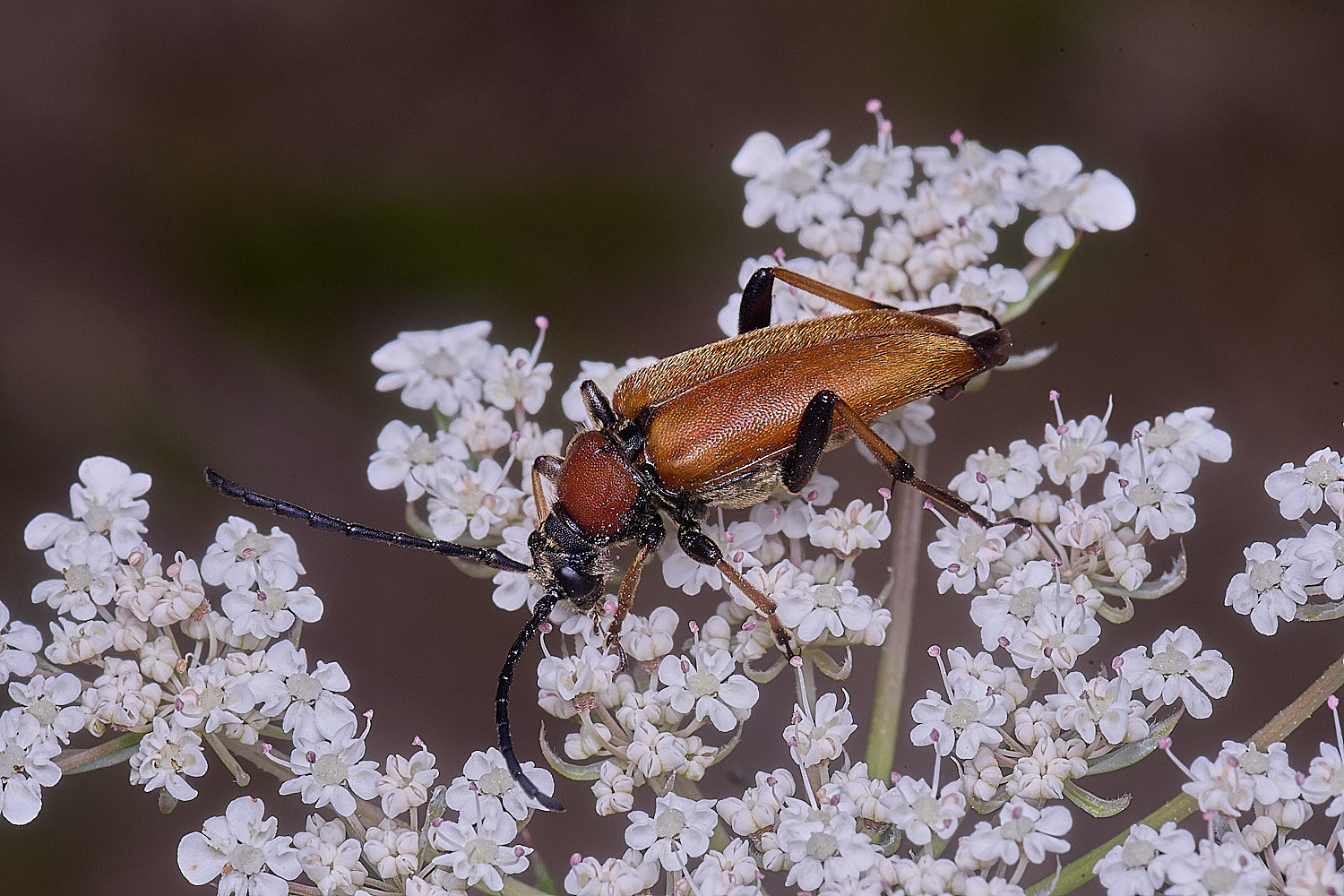 CranwichHeathRedlonghorn070825-2