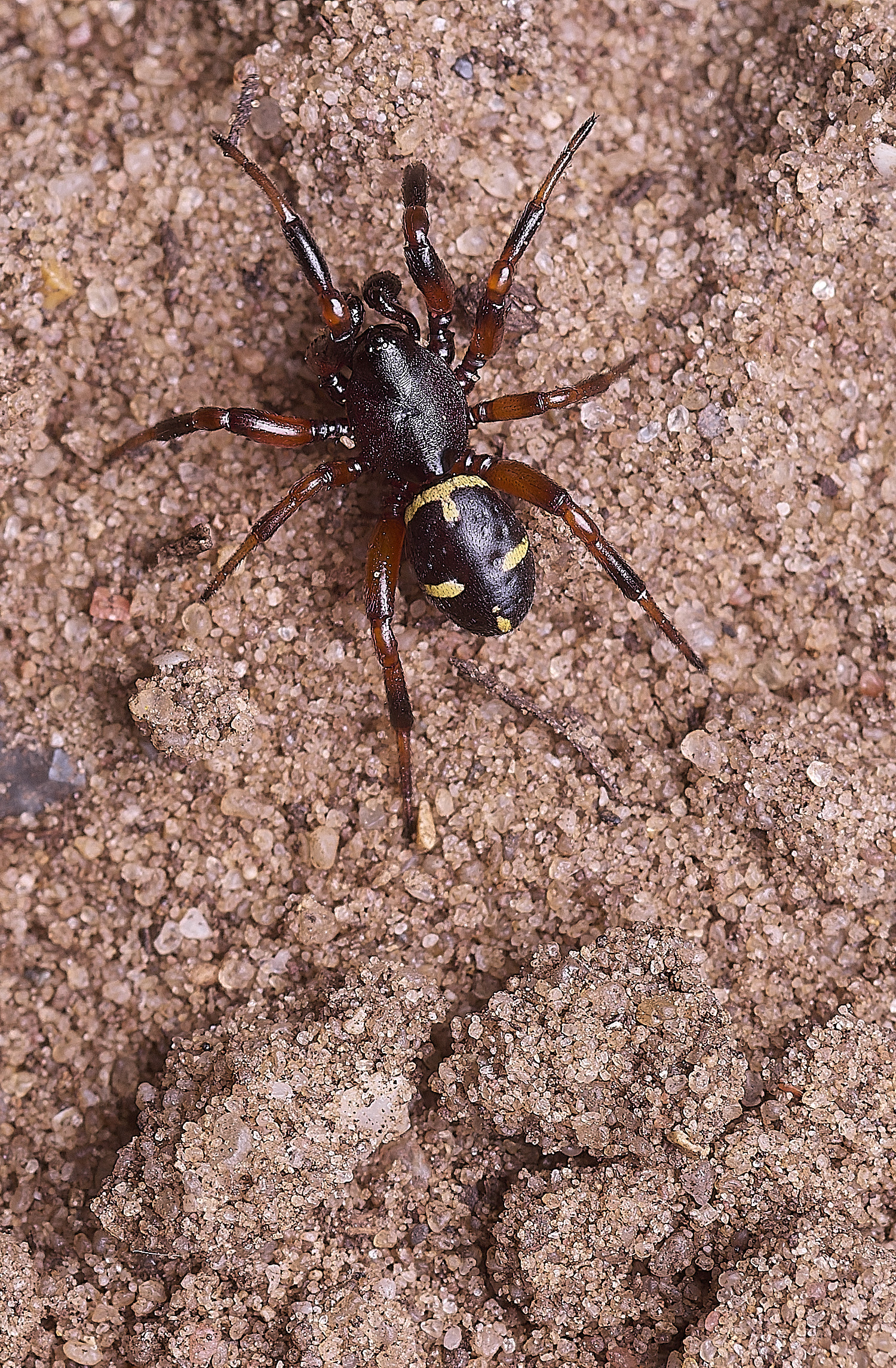 CranwichHeathSpider070825-1