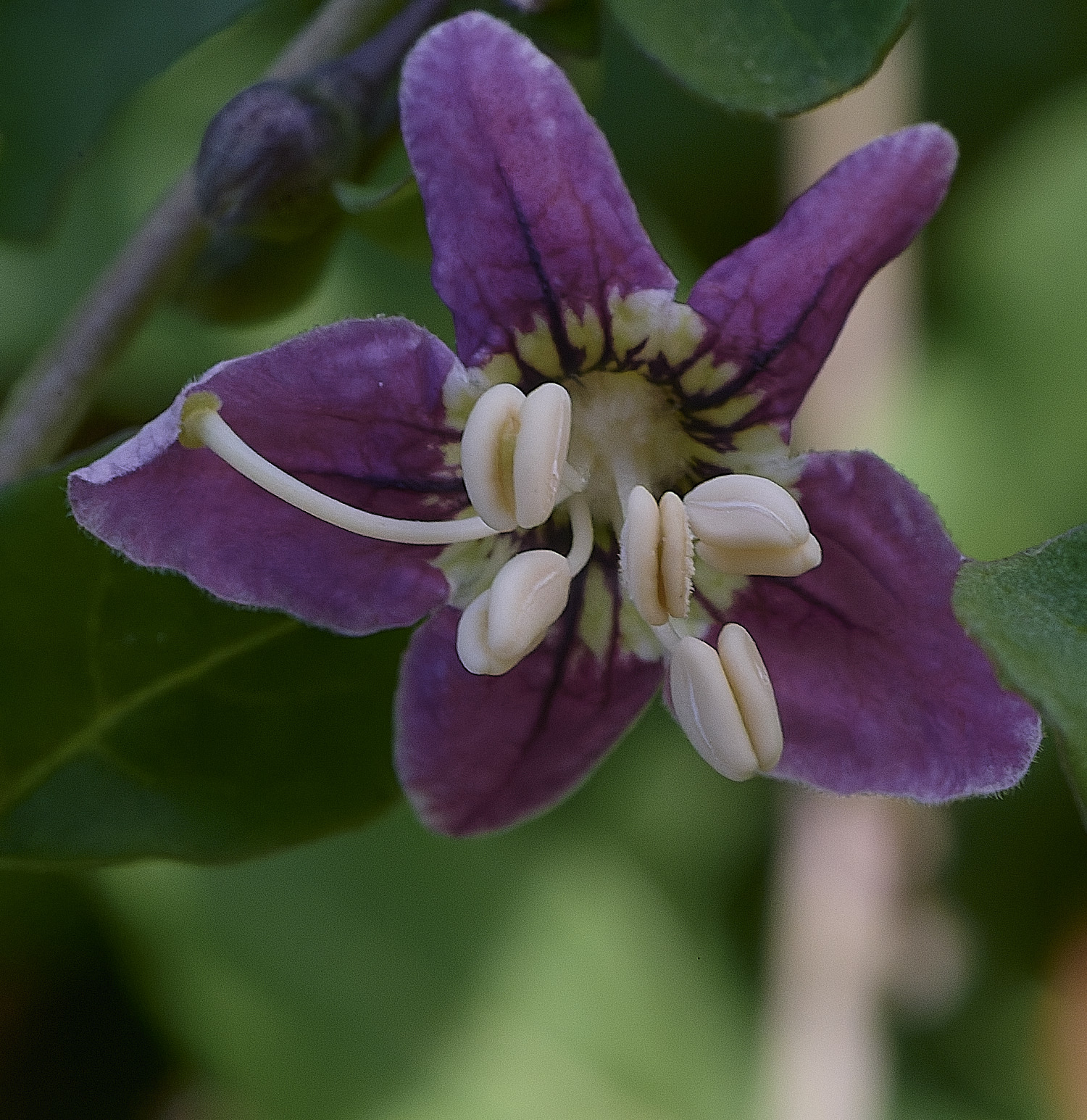 CromerDukeofArgylll&#39;sTeaTree270825-1