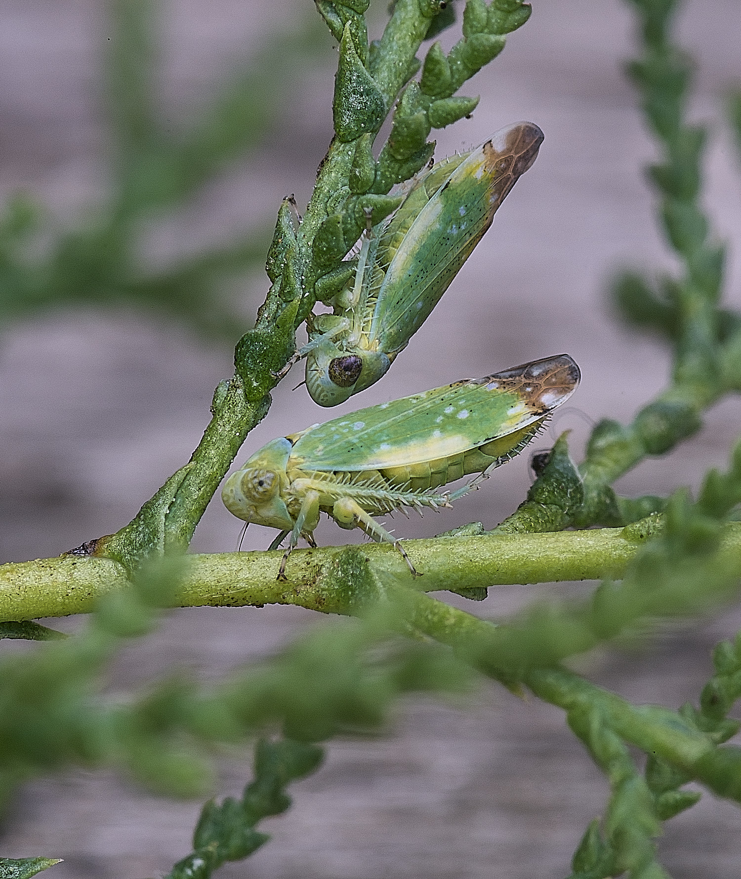 CromerOpsiusstactogalus270825-3