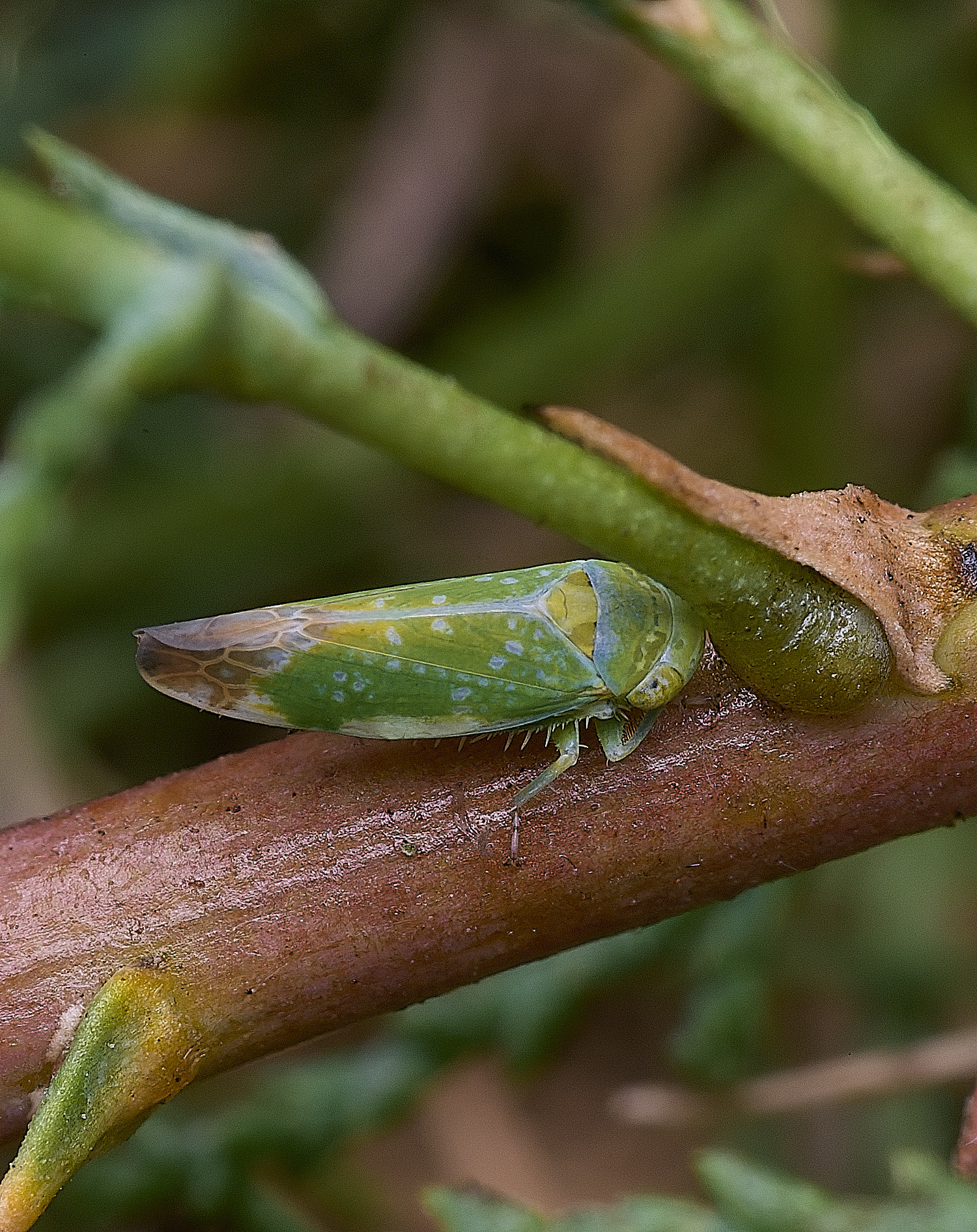 CromerOpsiusstactogalus270825-4