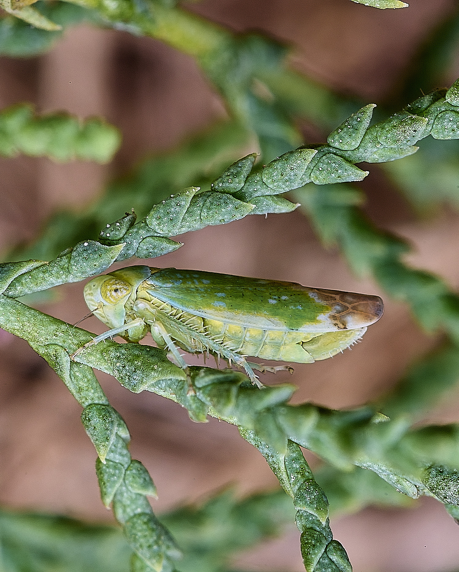 CromerOpsiusstactogalus270825-6