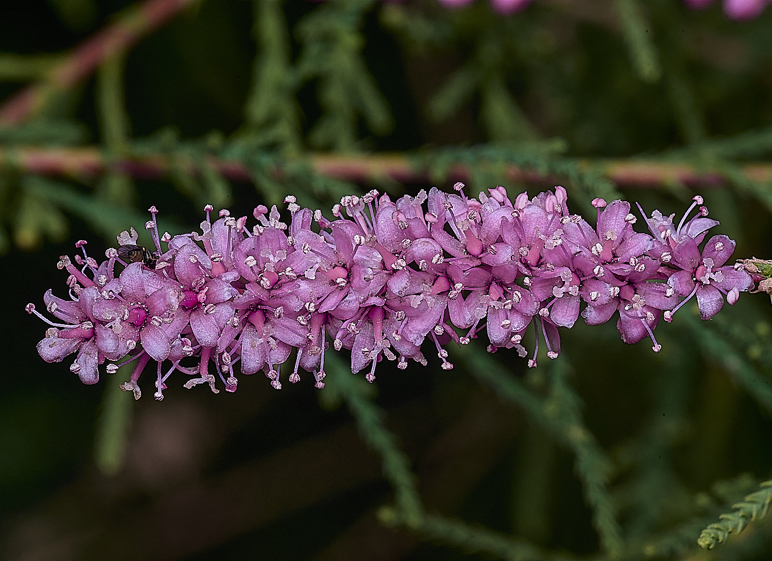 CromerTamarisk270825-2