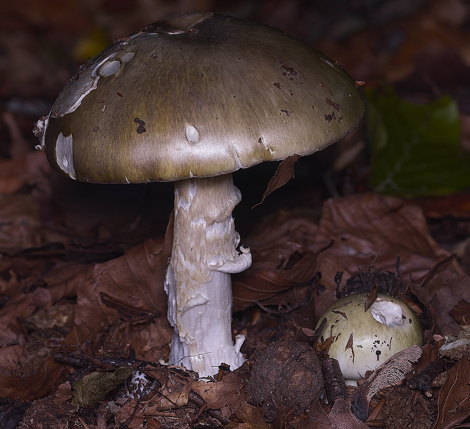 FelbriggAmanita250925-2