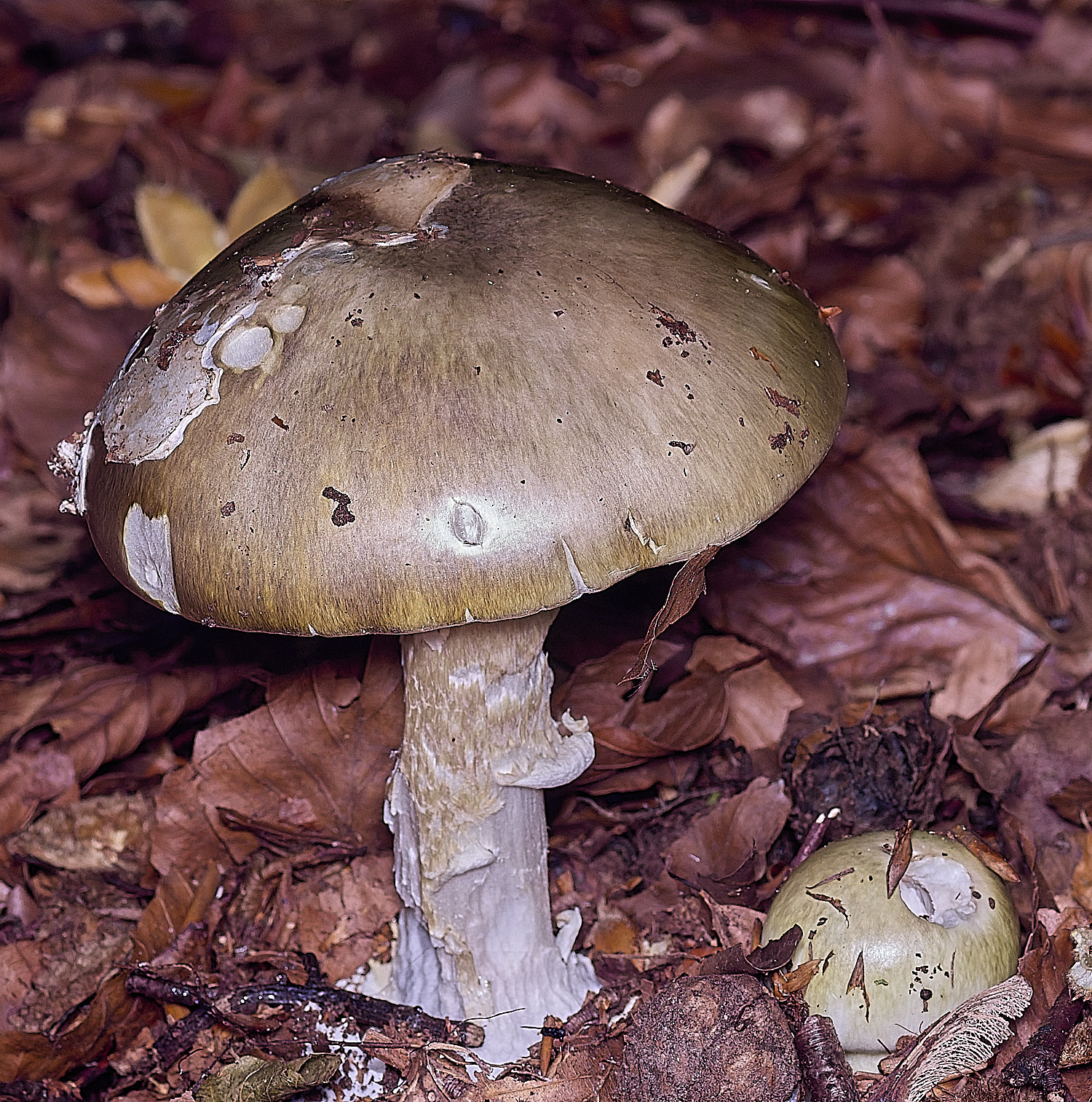 FelbriggAmanita250925-3