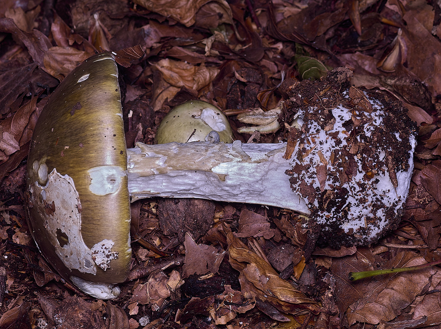 FelbriggAmanita250925-4