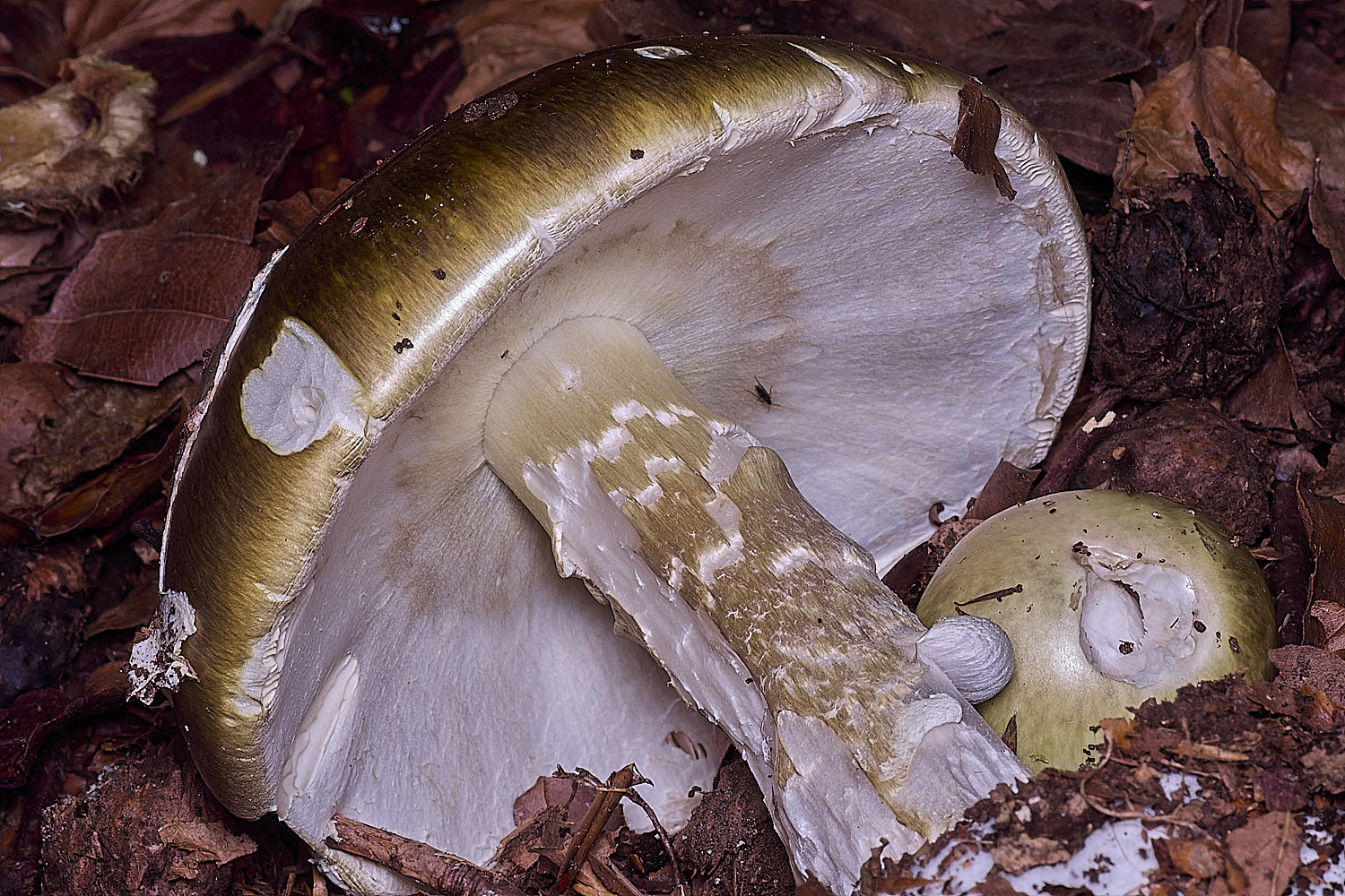 FelbriggAmanita250925-5