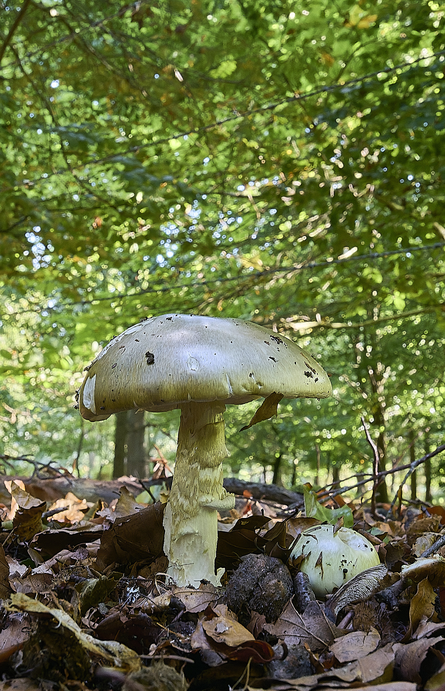 FelbriggAmanita250925-6