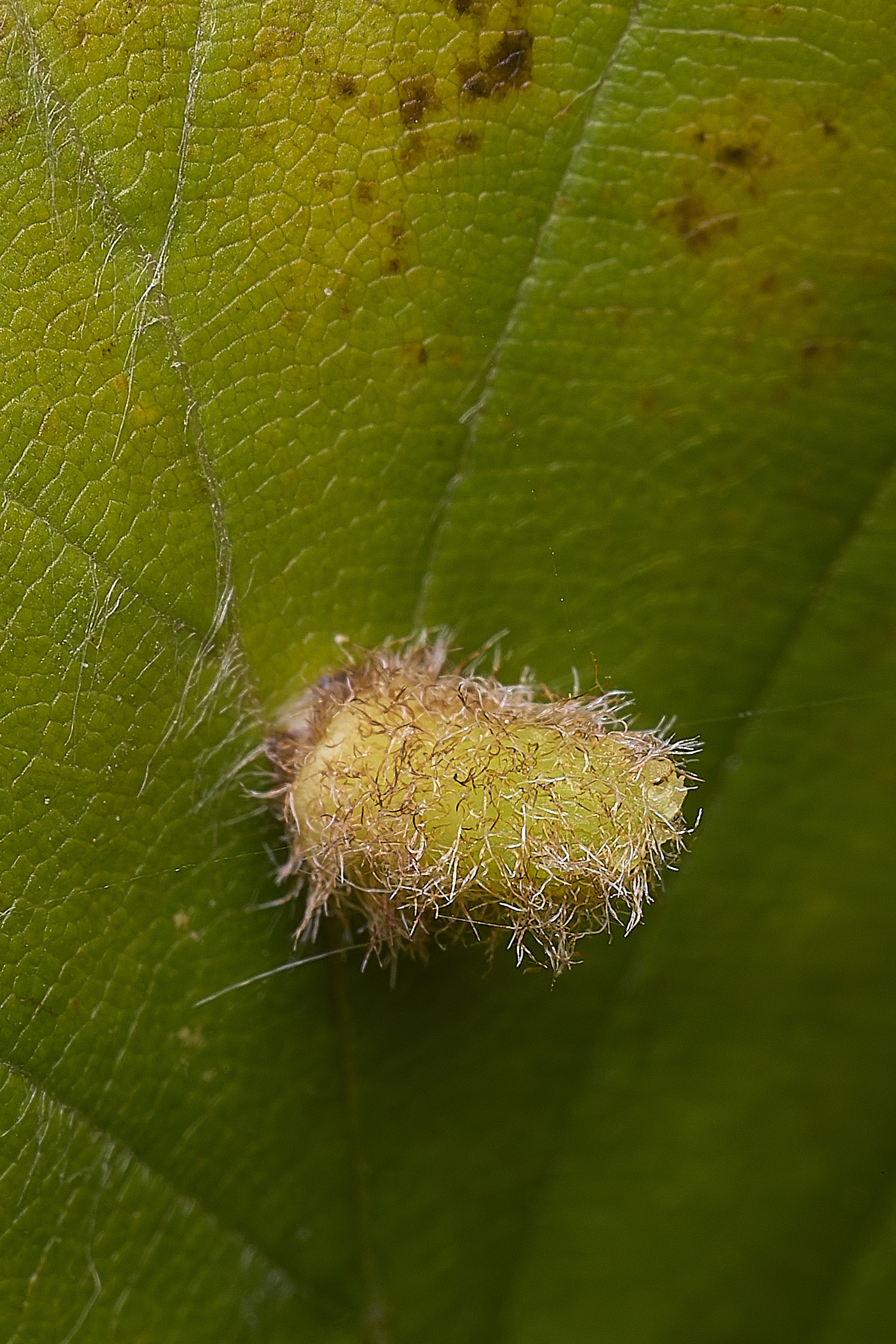 FelbriggBeechthing250925-1