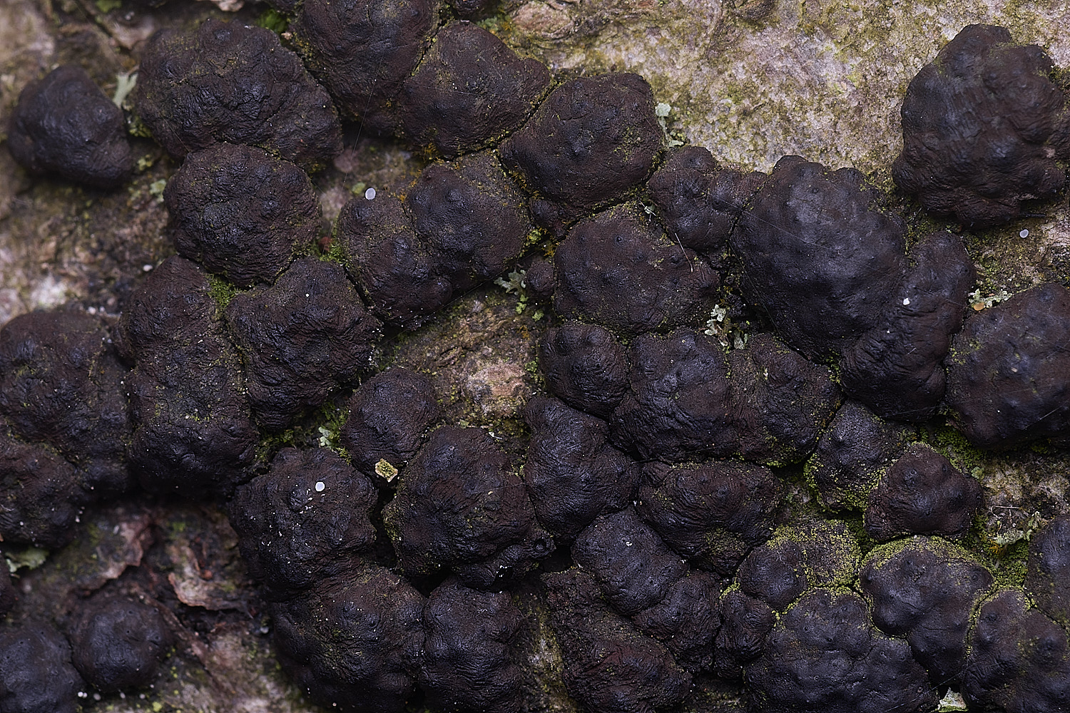 FelbriggBeechWOodwart250925-1