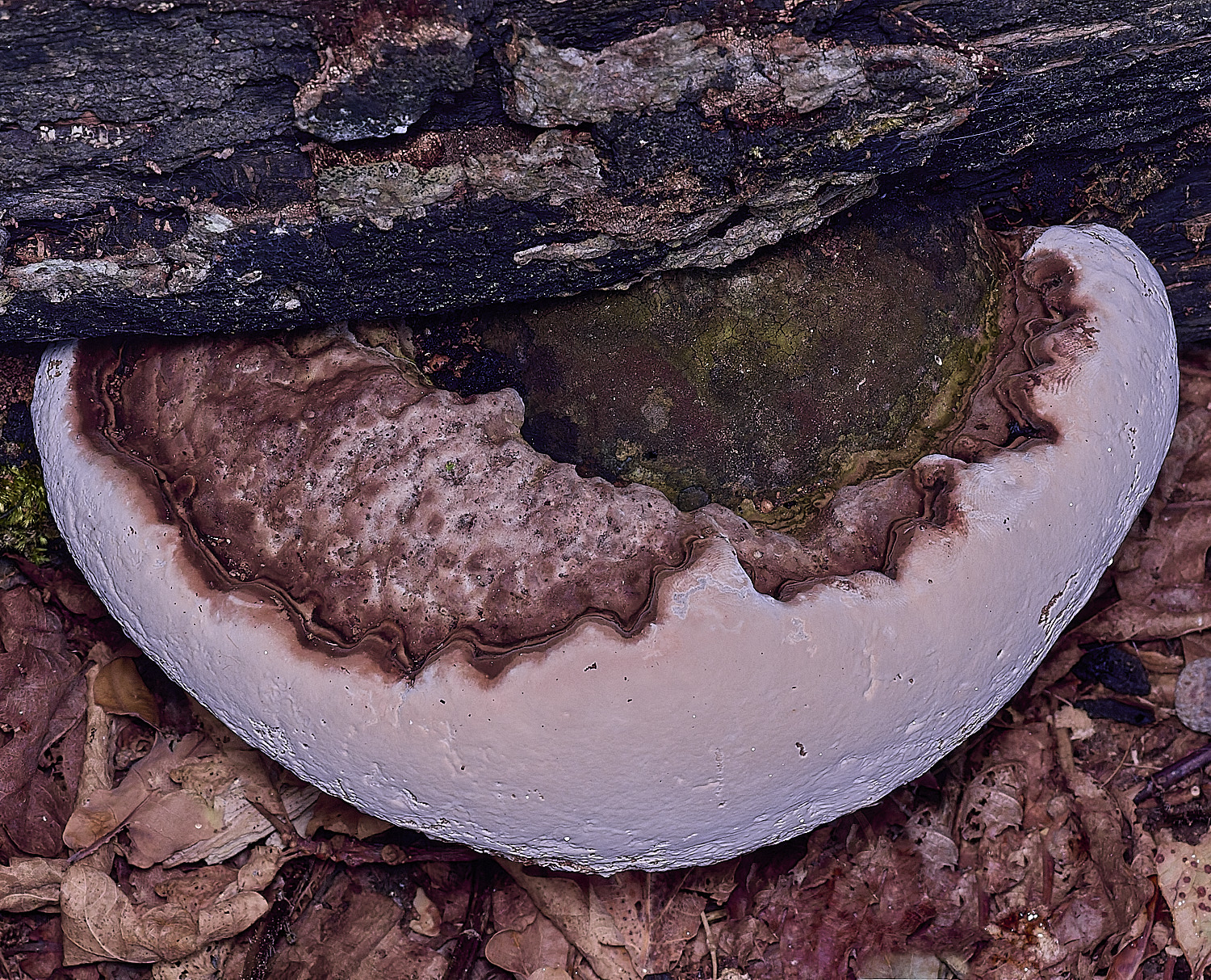 FelbriggBracket210825-1