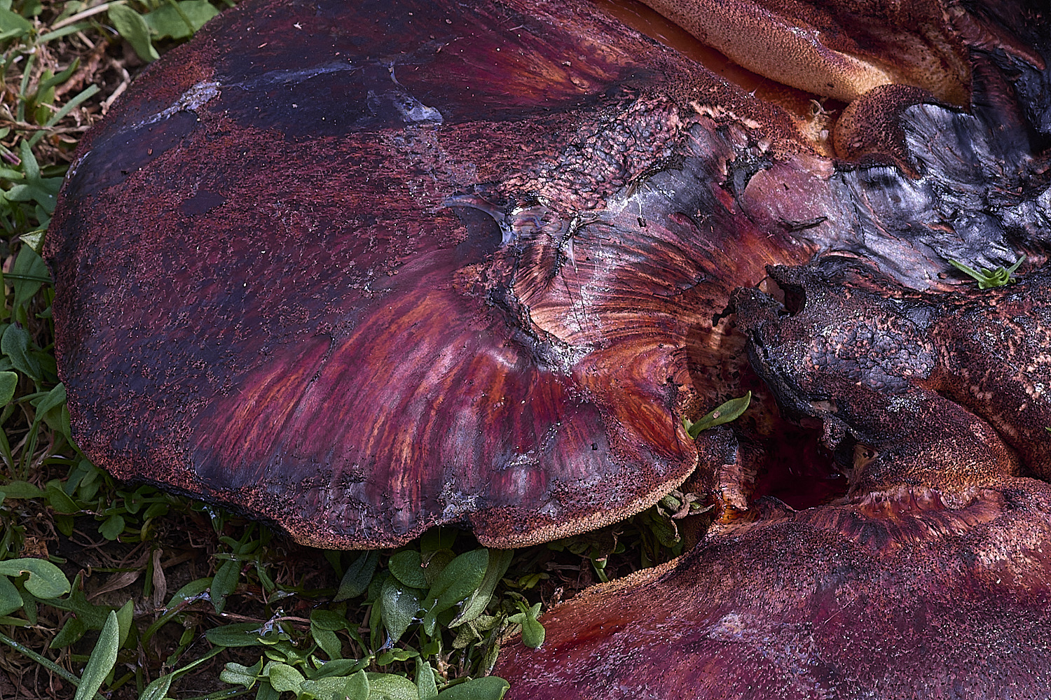 FelbriggBracket2210825-1