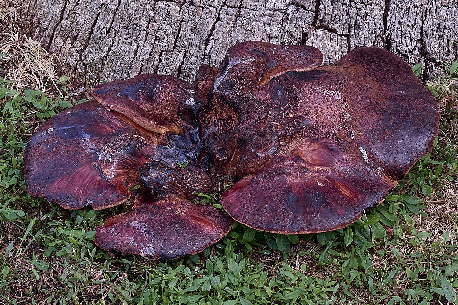 FelbriggBracket2210825-2