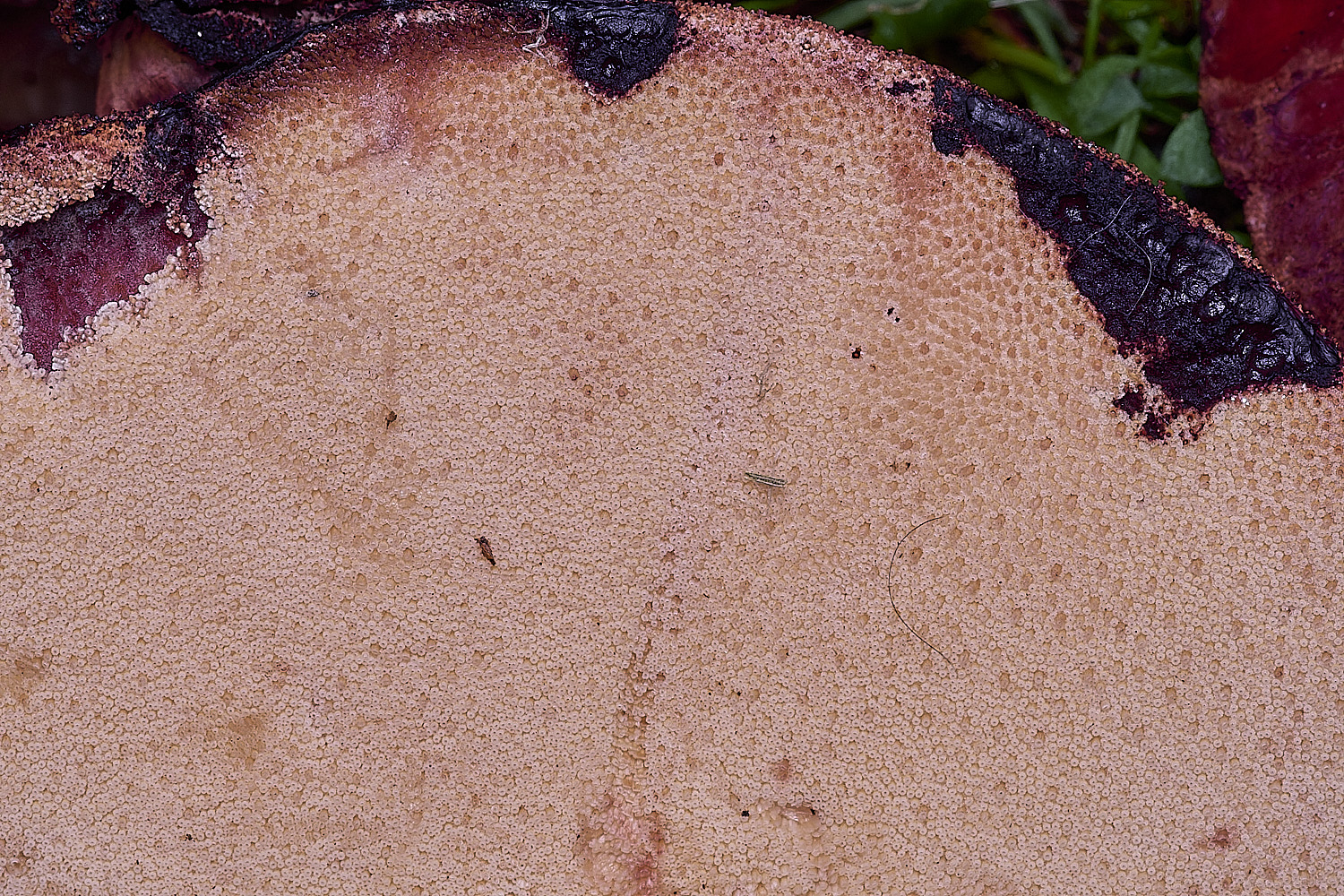 FelbriggBracket2210825-3