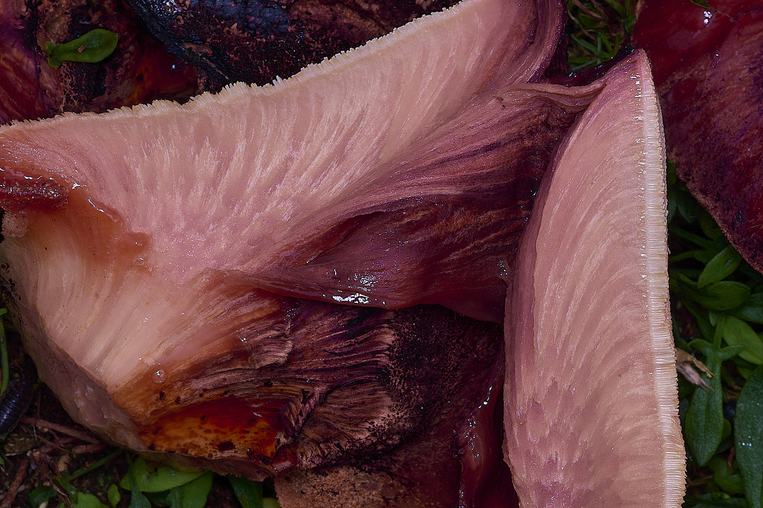 FelbriggBracket2210825-4