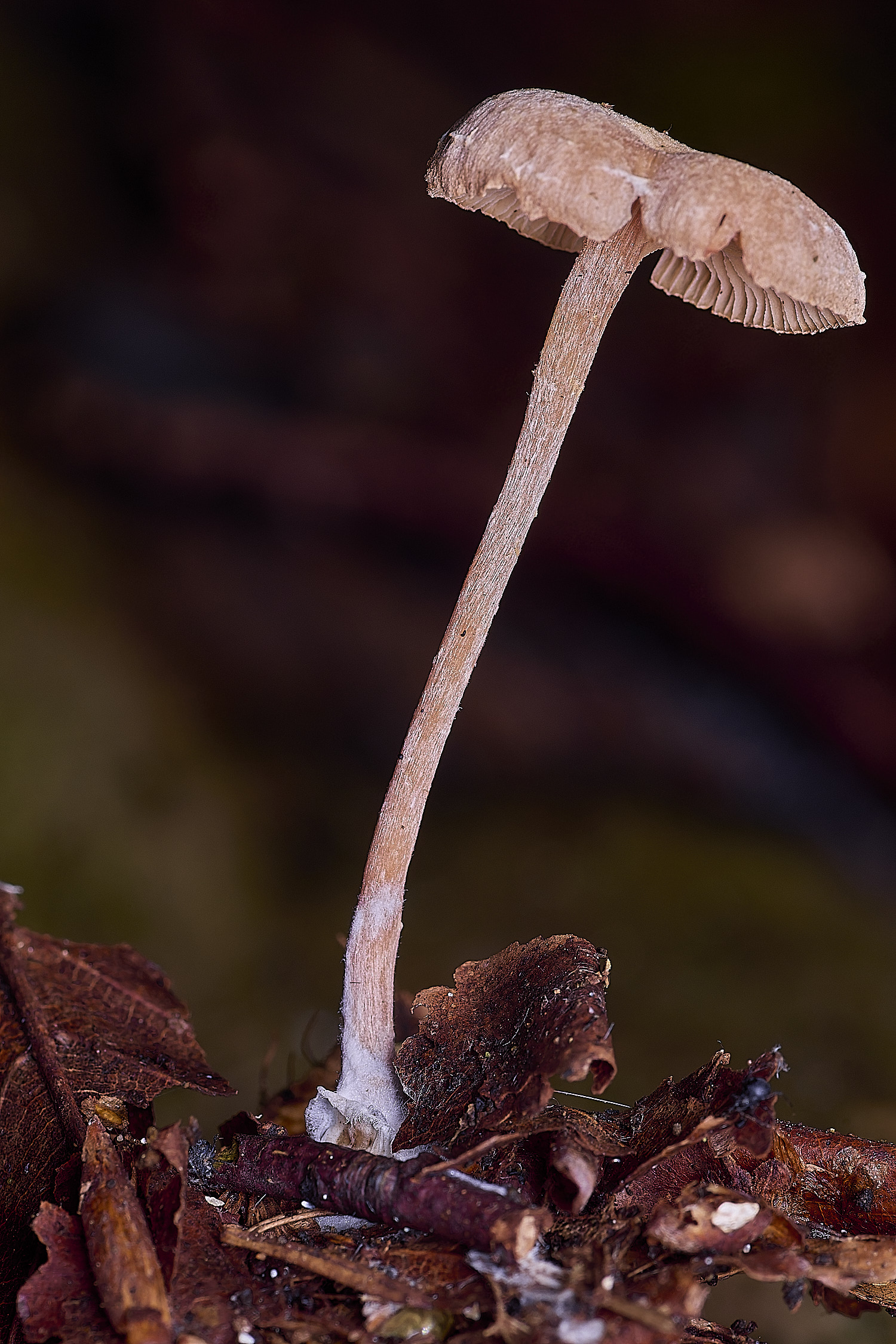 FelbriggBrown250925-1